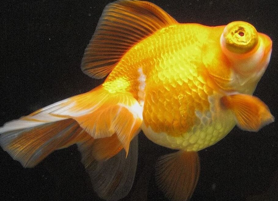 Descubre cómo se llaman los peces naranjas y conoce sus fascinantes características