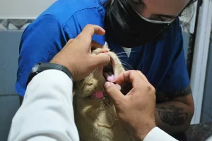 Odontología y cuidado dental veterinaria: una salud que empieza por la boca